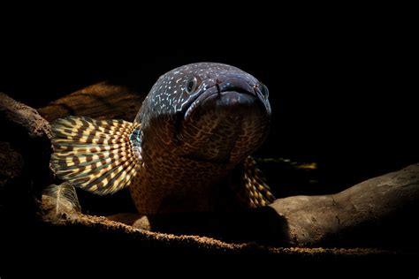 Channa Aurantimaculata Female Golden Cobra Snakehead Schla Flickr