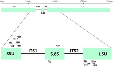 Ribosomal RNA Nuclear Genes And ITS Regions The ITS Region Includes