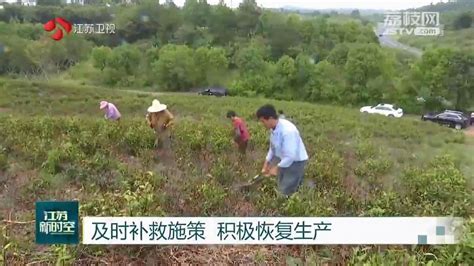 江苏全省抢农时抓田管 精准防控病虫害荔枝网新闻