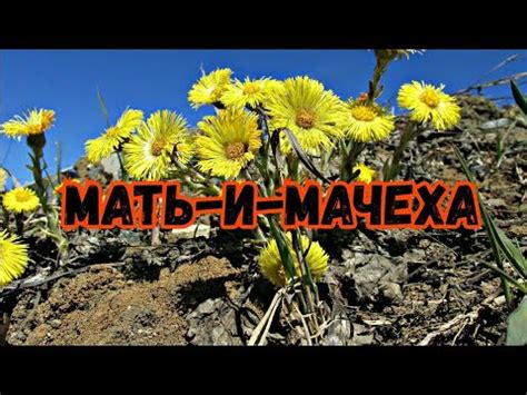 МАТЬ-И-МАЧЕХА!Сбор цветков!ИЗВЕСТНАЯ ЛЕЧЕБНАЯ ТРАВА! - YouTube