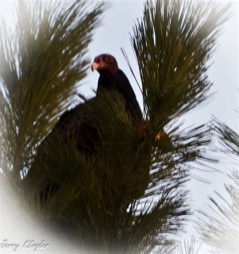 Turkey Buzzard Turkey Buzzard In Town J Kling Flickr