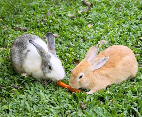 Makanan Kelinci Yang Sehat Bergizi Dan Mudah Didapat