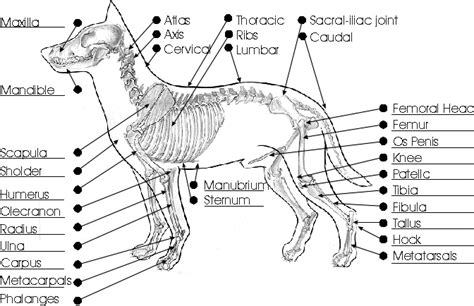 Ultimate Guide to Dog Skeletal System and Reproductive Anatomy