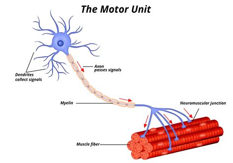 Chapter 2: The Nervous System