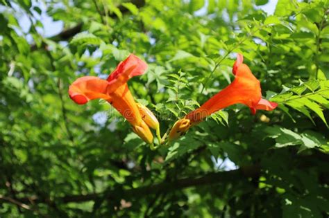 Flowers Of Campsis Grandiflora Chinese Trumpet Vine Stock Image