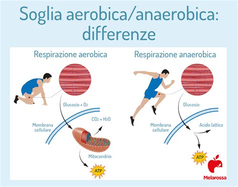 Atividade Aer Bica E Anaer Bica Revoeduca