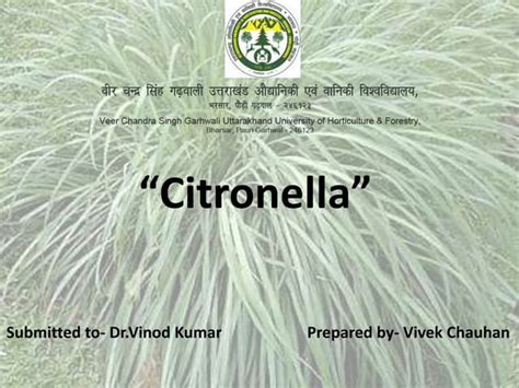 Citronella: The Useful Grass. | PPT