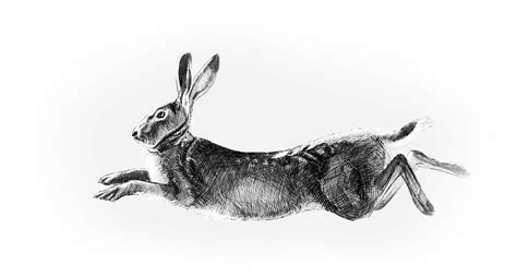 The Irish Hare West Cork People