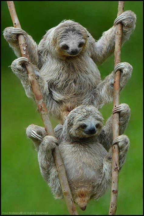 Just Two Sloths Enjoying Their Trees Animals Wild Cute Animals