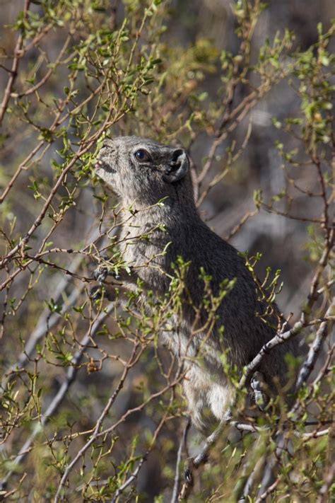 Mammals of the unknown desert. Animal photographs of the Monte ...