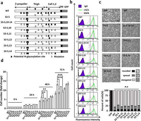 N Glycosylation Of Integrin α5 Acts As A Switch For Egfr Mediated