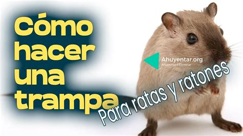 Como Hacer Una Sencilla Trampa Para Ratas Y Ratones Casera Youtube