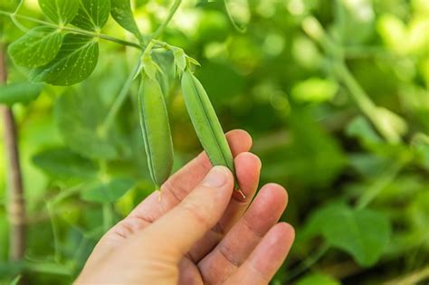 Concepto de jardinería y agricultura trabajadora agrícola mano cosecha