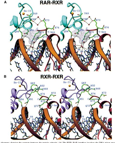 Pdf Structure Of The Rxr Rar Dna Binding Complex On The Retinoic Acid