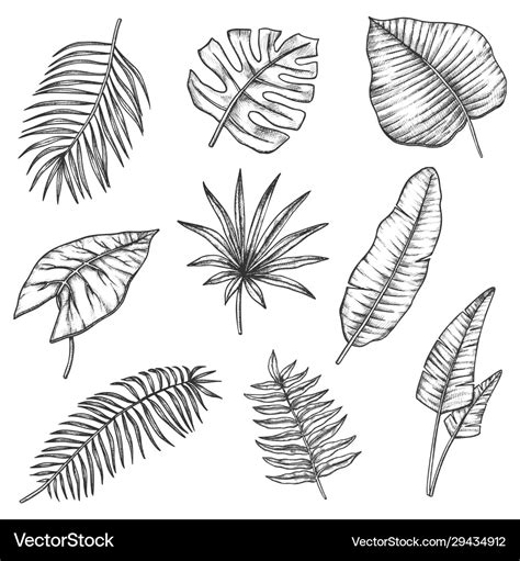 Sketch tropical leaves jungle monstera palm leaf Vector Image