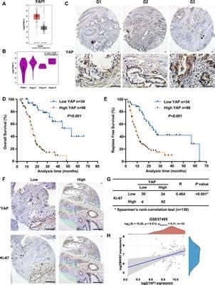 Frontiers An Integrative Pan Cancer Analysis Revealing Mln