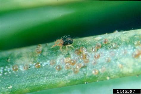 Spider Mites: Got Pests? : Board of Pesticides Control: Maine DACF