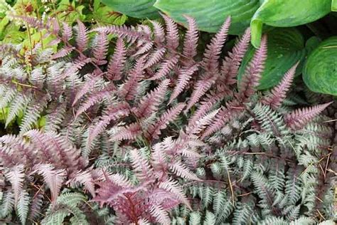 Athyrium Niponicum Var Pictum Burgundy Lace Painted Lady Fern