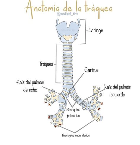 Tr Quea Anatom A Libros De Anatomia Anatom A M Dica