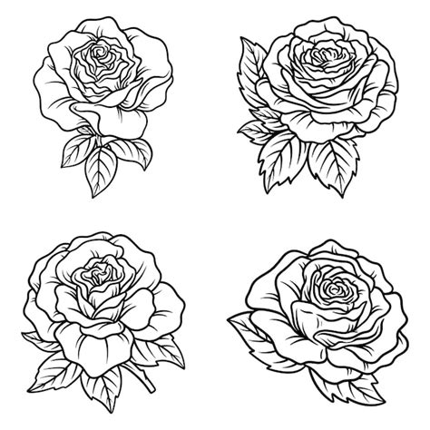 Premium Vector Set Of Rose Hand Drawn Line Art Vector