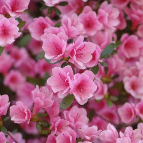 Azalea Japonica Kirin Vendita Piante Online