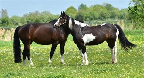 Plantes Toxiques Pour Les Chevaux