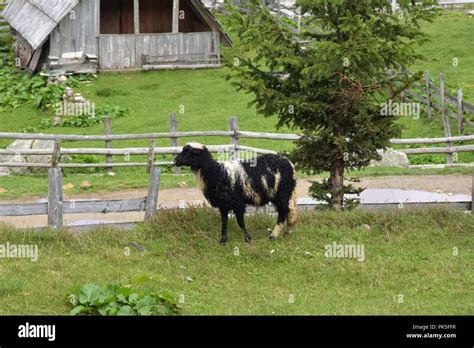 Green Pastures Sheep Hi Res Stock Photography And Images Alamy