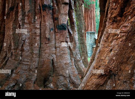 Mariposa Grove Museum Stone Fireplace With Giant Sequoia Redwood Trees
