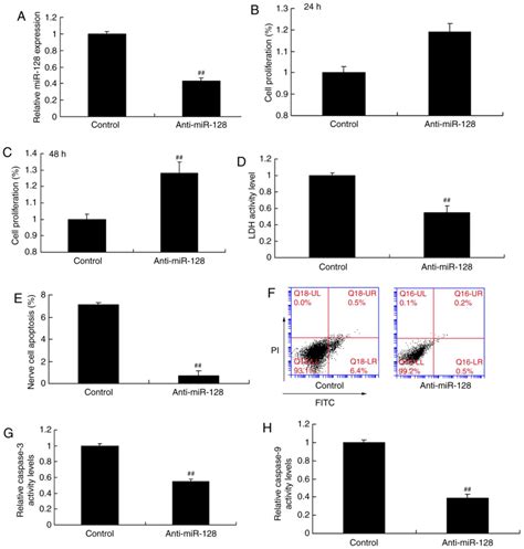 MiR128 Is Upregulated In Epilepsy And Promotes Apoptosis Through The