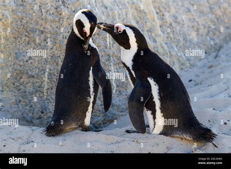 African penguins grooming, Spheniscus demersus, Boulders Beach, Cape ...