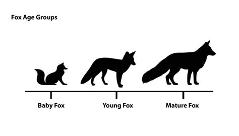 How Long Do Foxes Live? | Life Span of a Fox - All Things Foxes