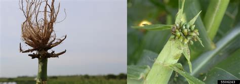 Join The Corn Rootworm Adult Monitoring Network In 2022 Integrated Crop Management