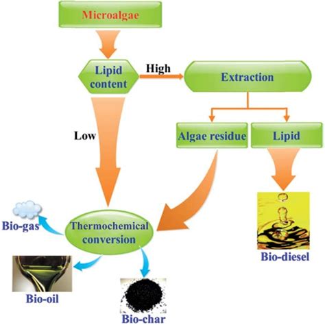 Possible Microalgal Processing Options Based On Lipid Content