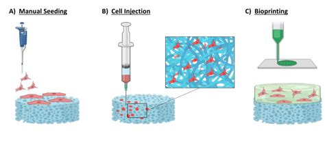 Schematic Representation Of Techniques For Biological Scaffold