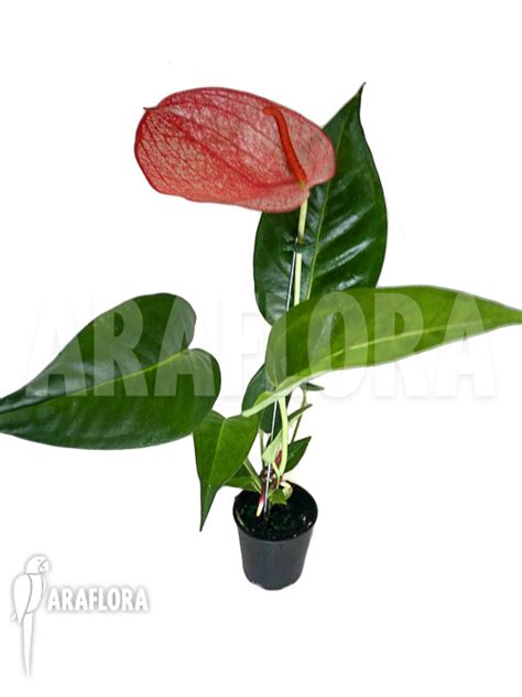 Araflora Exotic Flora And More Anthurium Red 174