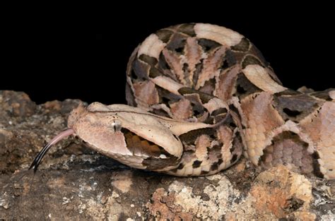 Gaboon Viper The Snake With The Longest Fangs Animal Corner