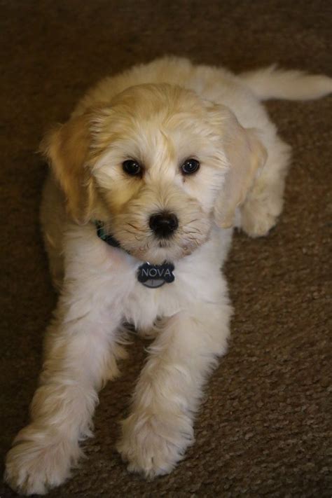 Our 8 Week Old Goldendoodle Goldendoodle Animals Dogs