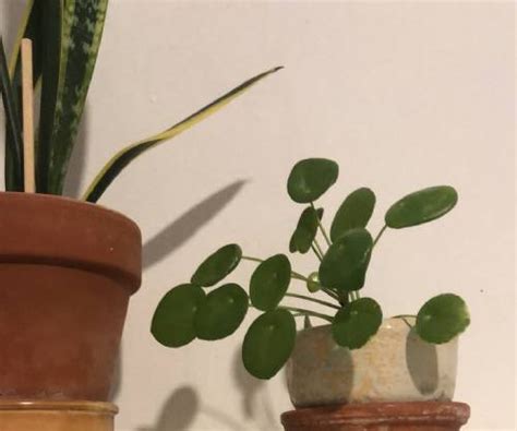 Cuidados De Pilea Peperomioides O Planta Del Dinero China