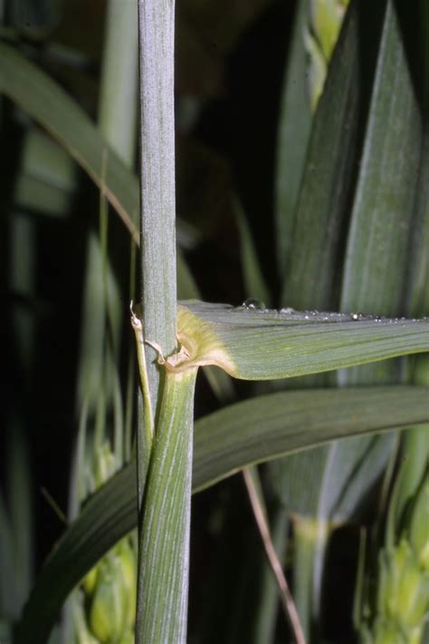 Genus: Triticum (wheat): Go Botany