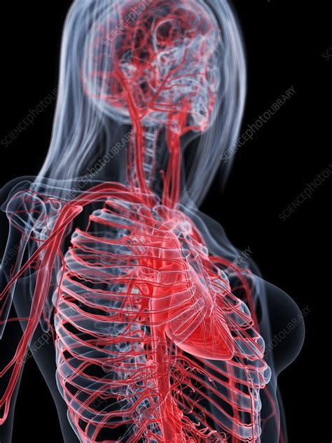 Female Vascular System Illustration Stock Image F