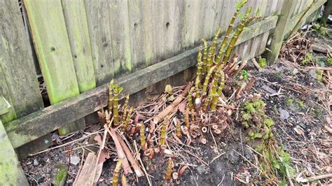 🏡 Why Japanese Knotweed Crowns Can Be Difficult To Eradicate