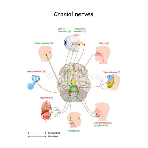 The Cranial Nerves Stock Vector Illustration Of Nerve