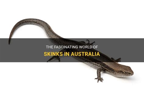 The Fascinating World Of Skinks In Australia Petshun