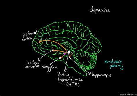 The Brain Reward System Describes How - Gerardo-has-Pearson