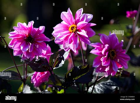 Summer flowers in Beacon Hill Park, Victoria, Canada Stock Photo - Alamy