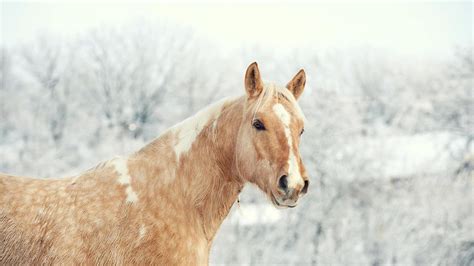 Horse In Winter 17021227 Stock Photo at Vecteezy