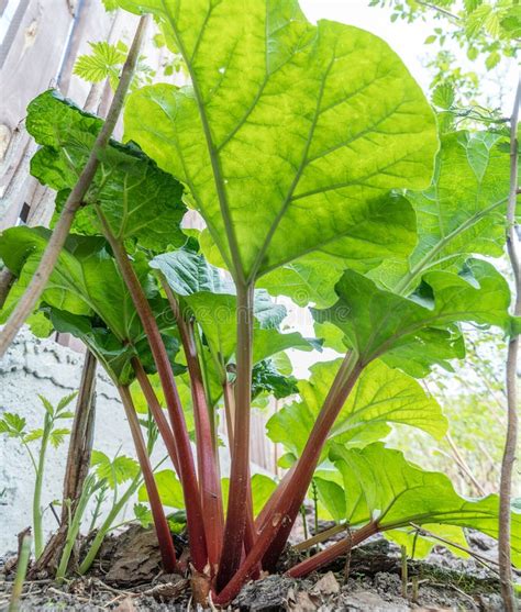 Planta De Ruibarbo Seca Con Las Semillas Aisladas En El Fondo Blanco