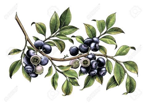 Blueberry Images Blueberry Flowers Vintage Botanical Botanical Art