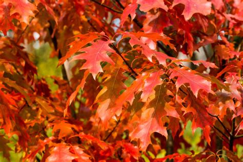 1200 Red Oak Leaves Stock Photos Pictures And Royalty Free Images Istock