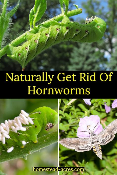 Tomato Hornworms How To Get Rid Of Tomato Hornworms Homestead Acres